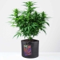 Preview: Grow Bucket Living Soil organic